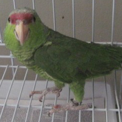 Unnamed Lilac Crowned Amazon.